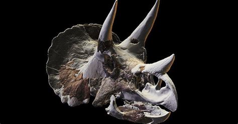 The many lives of Triceratops skull No. 21 | YaleNews