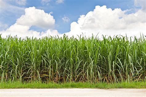 Sugar Cane Pictures, Images and Stock Photos - iStock