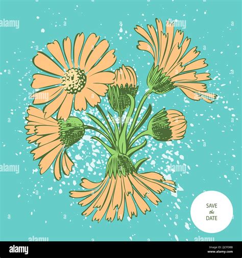 Chrysanthemum spray garden Stock Vector Images - Alamy