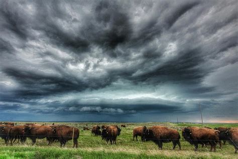 Buffalo Storm 2 Photograph by Tammy Hockhalter - Fine Art America