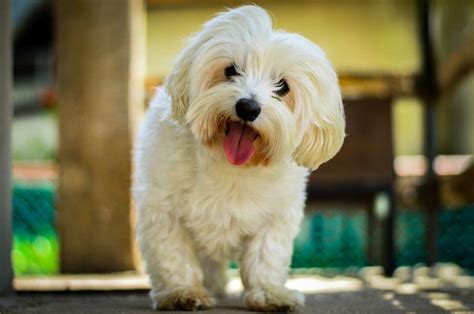 Names for Maltese Dogs - Male and female Over 250 ideas