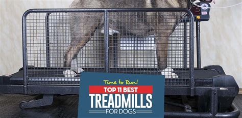 11 Best Dog Treadmills (Buying Guide)