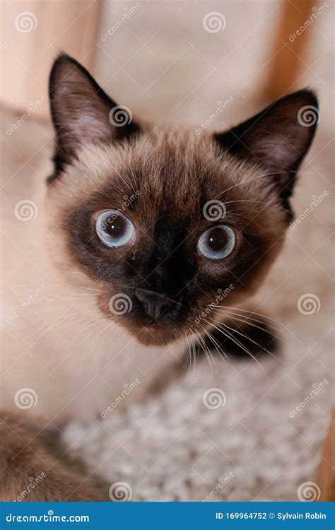 Siamese Cat Blue Eyes Portrait at Home Stock Photo - Image of hair ...