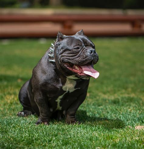 38 Cute Pics Of American Bully Dog Picture HD - Bleumoonproductions