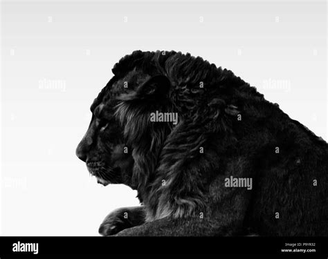 Lion portrait black and white Stock Photo - Alamy