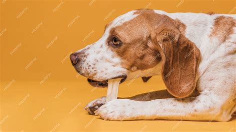 Free Photo | Portrait of cute dog eating a bone