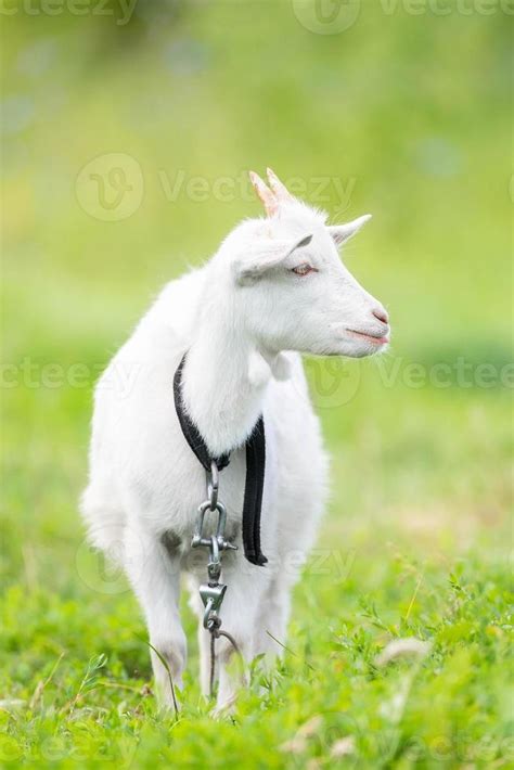 goat on grass.. 13426591 Stock Photo at Vecteezy