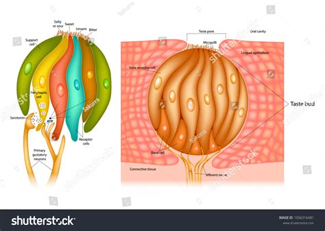 505 Taste receptor Images, Stock Photos & Vectors | Shutterstock