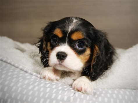 Cavalier King Charles Spaniel-DOG-Female-Tri-Colored-3511553-Petland Iowa City, Iowa