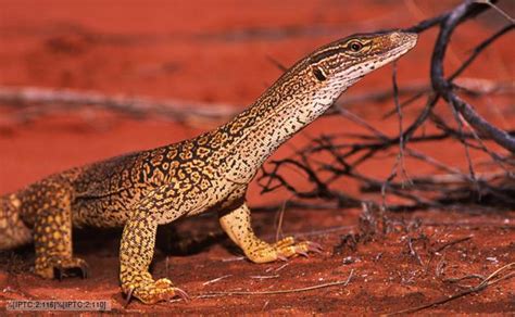 BBC Nature - Sand goanna videos, news and facts