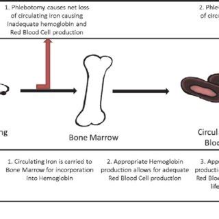 Physiological complications of phlebotomy. | Download Scientific Diagram