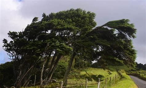 6 Wind-resistant Plants That Look Great in Your Landscape