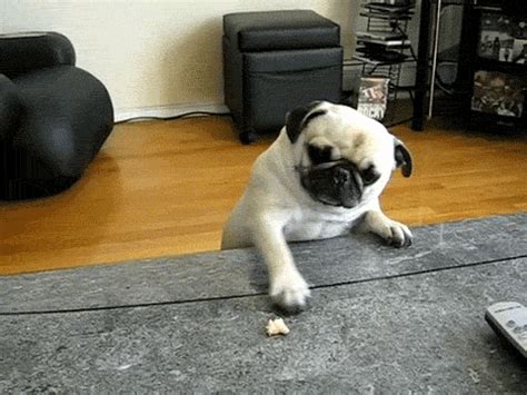 Pugs GIF - Find & Share on GIPHY