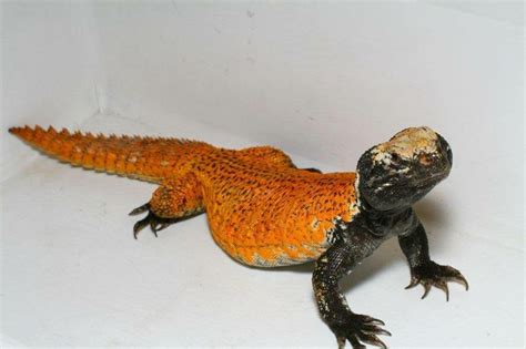 uromastyx acanthinura nigriventris | Uromastyx Species | Pinterest