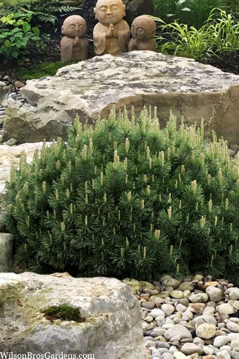 Buy Dwarf Swiss Mountain Pine (Pinus mugo 'Pumilio') | Free Shipping ...