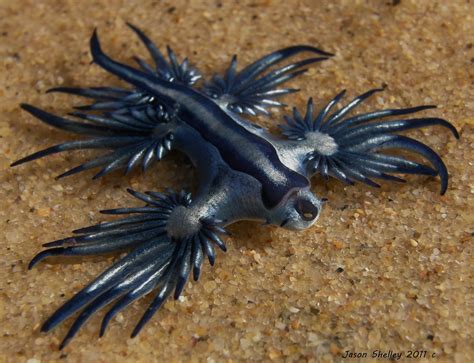 Glaucus atlanticus, The Blue Dragon | New Stylish Wallpaper