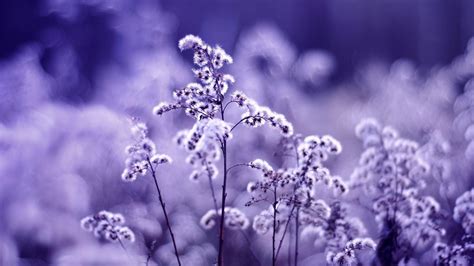 Best Of Lavender Wallpaper for Desktop | Backgrounds desktop, Desktop ...