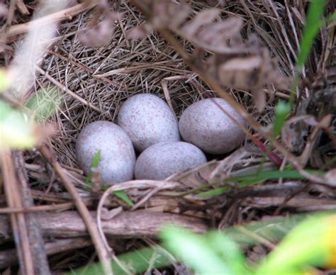 backyard critter watch: A clutch of Spotted Towhee Eggs