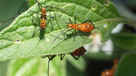 Leaf-footed Bug Nymphs on a Leaf Stock Photo - Image of young, footed ...