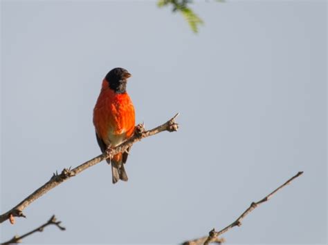 Red siskin | Smithsonian Institution