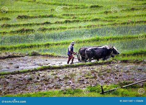 Farmer Plowing The Field With An Old Crawler Tractor Editorial Photo ...