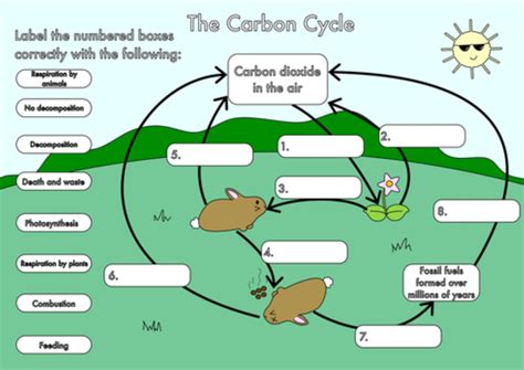 The Carbon Cycle - Worksheet 1 - Thursday, May 23, 2019 | Carbon cycle ...