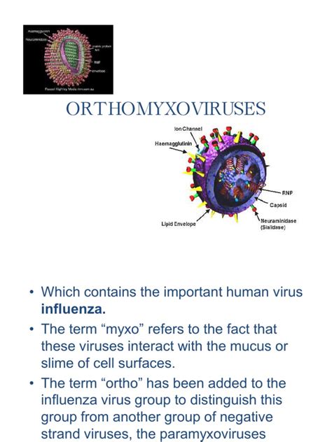 ORTHOMYXOVIRUSES | Influenza | Influenza A Virus