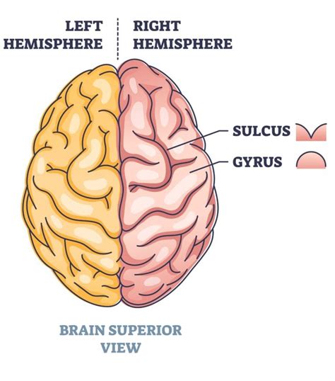 Gyri and Sulci of the Brain