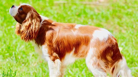 Brittany Spaniel Breed Information | Our Deer