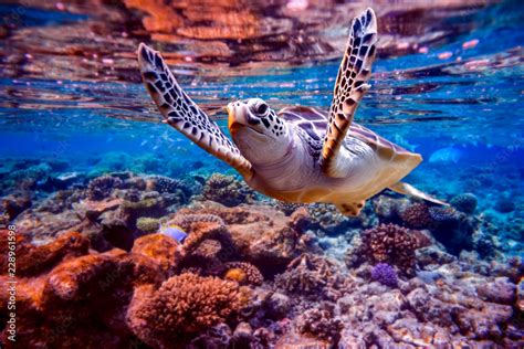 Sea turtle swims under water on the background of coral reefs Stock ...