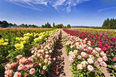 10 BREATHTAKING Flower Fields Near Portland (Local's Guide)