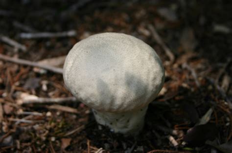 File:Puffball Mushroom.jpg - Wikimedia Commons