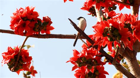 Red cotton tree flowers welcome spring in S China - CGTN