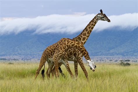 Their long necks, richly patterned coats, and stubby ossicones make ...