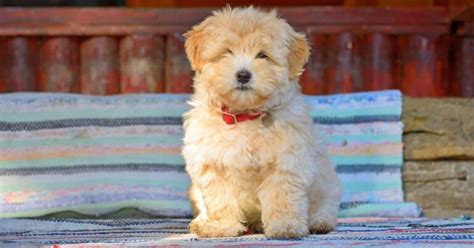 235+ Best Havanese Dog Names (Unique Options)