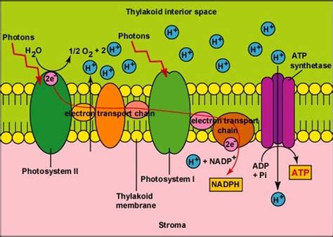 Electron Transport Chain Location In Plants