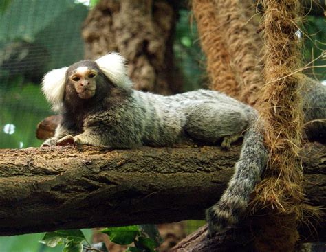 Common Marmoset (Callithrix jacchus) - Wiki; DISPLAY FULL IMAGE.