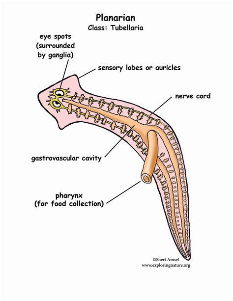 Phylum - Platyhelminthes (Flatworms)