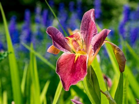 Japanese Iris Care: How And When To Plant Japanese Irises