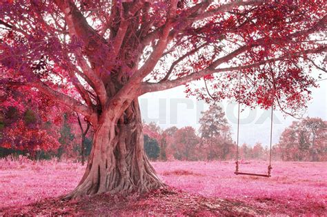 swing on tree, pink imagine forest | Stock image | Colourbox