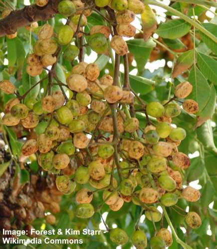 Chinaberry Tree (Melia Azedarach) : Leaves, Flowers, Bark, Fruit ...