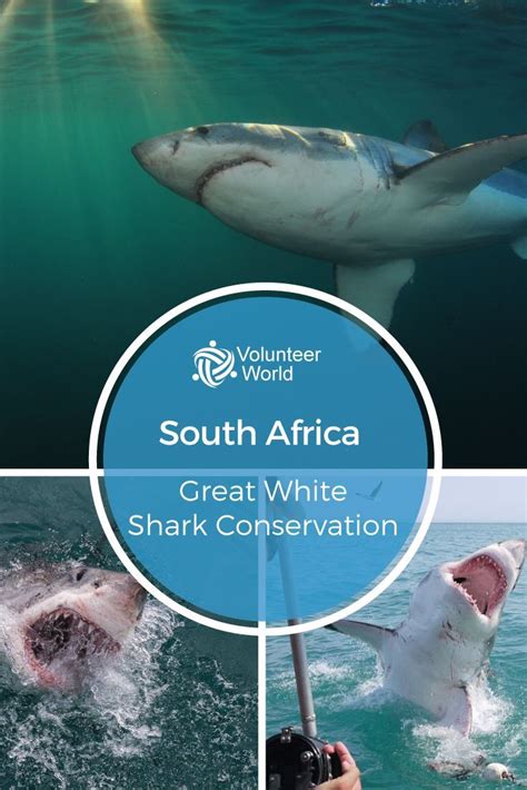 Help to preserve this fantastic predator and its environment while ...