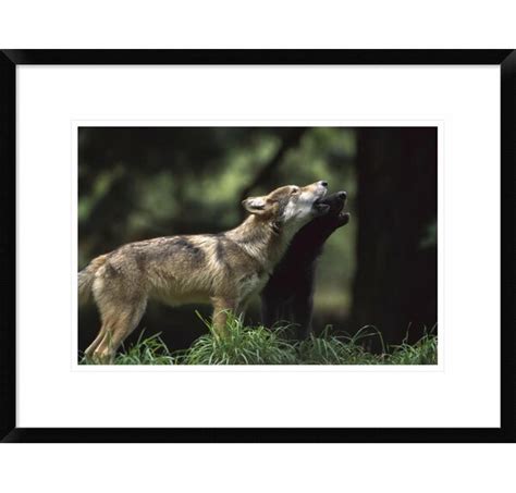 Global Gallery Timber Wolf Pups Howling Framed On Paper Print - Wayfair ...