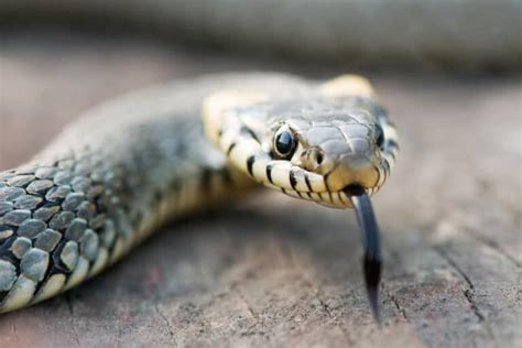 Do Snakes Have Feet? (Explained)