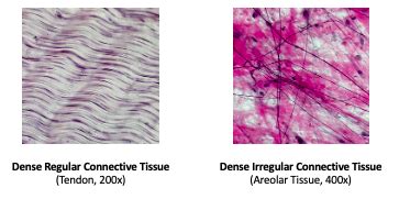 Dense Regular Connective Tissue | Location, Function & Structure ...