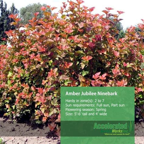 Amber Jubilee Ninebark | Physocarpus | Pinterest