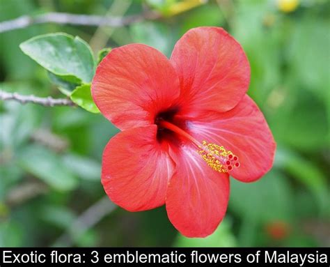 Exotic flora: 3 emblematic flowers of Malaysia