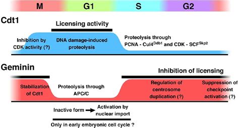 [PDF] Cdt1 and geminin: role during cell cycle progression and DNA damage in higher eukaryotes ...