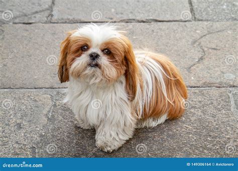 Sitting Shih Tzu Dog with White and Brown Hair Stock Photo - Image of ...