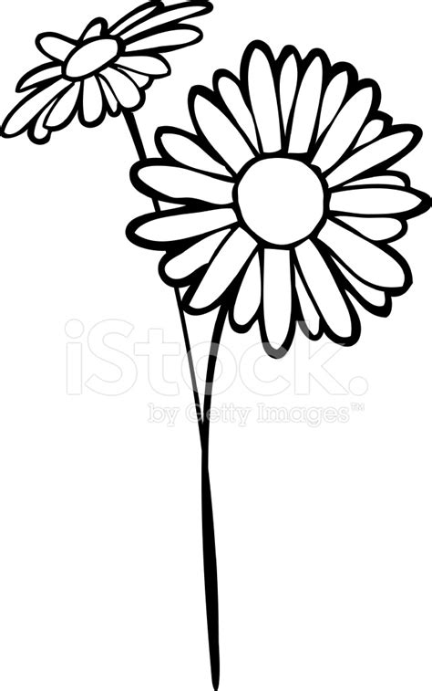 Daisy Line Art Stock Vector - FreeImages.com